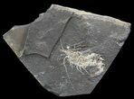 Carboniferous Shrimp-Like Crustacean (Tealliocaris) - Scotland #44404-1